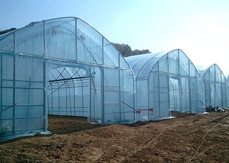 Arch roof style greenhouse