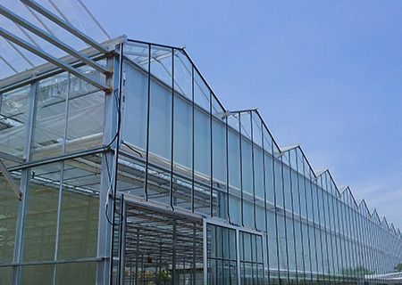 Venlo type glass greenhouse