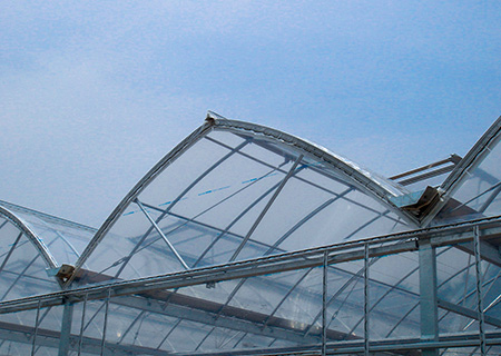 Venlo type greenhouse